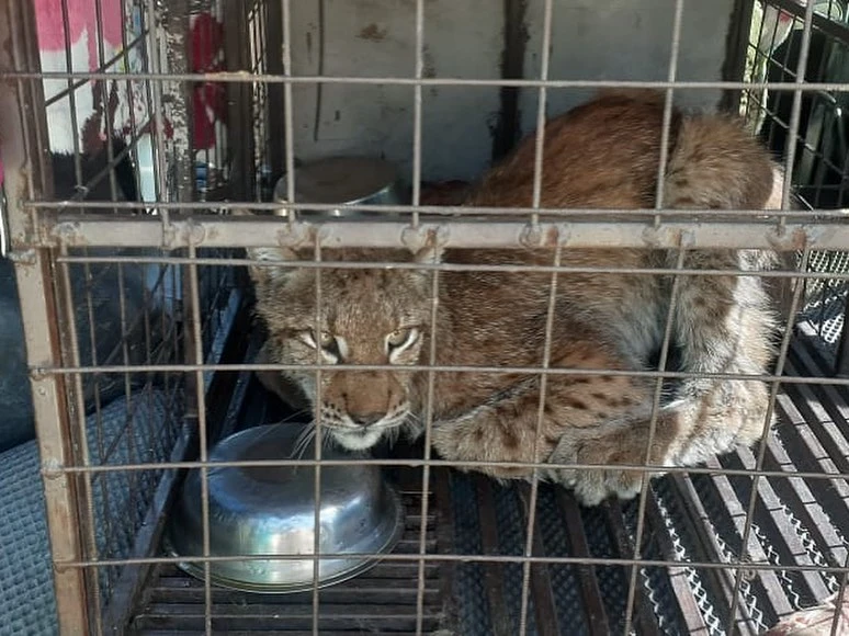 РГУ «ГЛПР «Семей орманы»