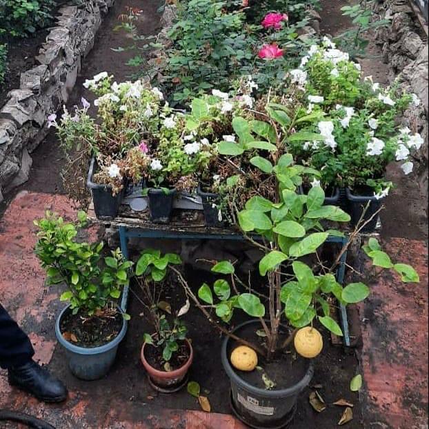 Жылыжайдағы жемістер